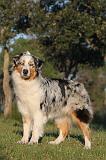 BERGER AUSTRALIEN 162